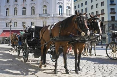 <p>Spanish Riding School</p>